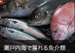 瀬戸内海で獲れる魚介類